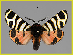 A. festiva