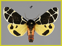 A. flavia