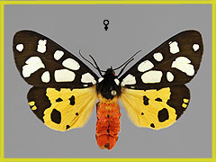 A. villica