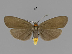 A. rubricollis