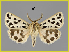 C. maculosa