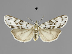 C. cribraria