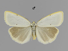 C. mesomella