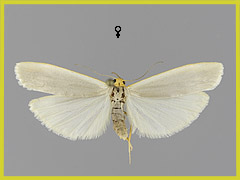 E. caniola
