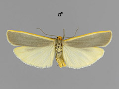 E. complanum