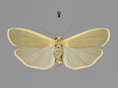 E. depressum