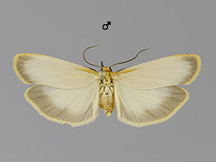 E. depressum