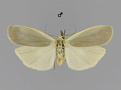E. griseolum