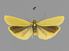 E. lutarellum