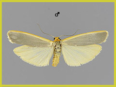 E. pseudocomplana