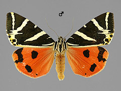 E. quadripunctaria