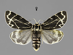 H. puengeleri