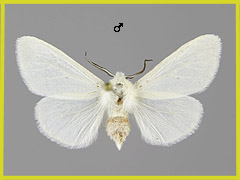 H. cunea