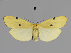 L. quadra