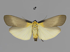 L. quadra