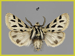O. parasita