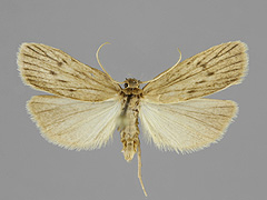 P. obtusa