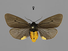 P. luctifera