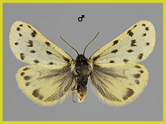 S. roscida