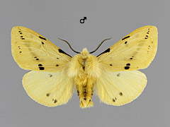 S. luteum