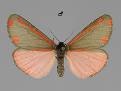 T. jacobaeae