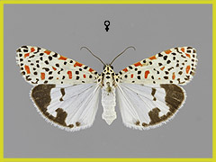 U. pulchella