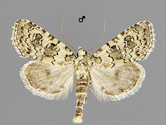 B. domestica