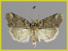 B. ravula