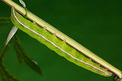 E. virgo