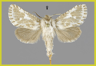 D. ulula