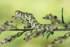 C. absinthii