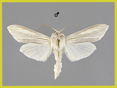 C. biornata