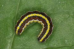 C. lucifuga