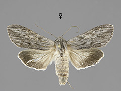 C. pustulata
