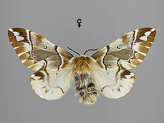 E. versicolora