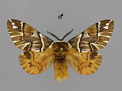 E. versicolora