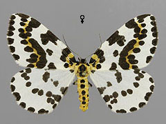 A. grossulariatus