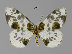 A. sylvatus