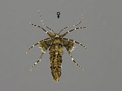 A. aurantiaria