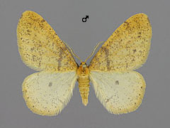 A. aurantiaria