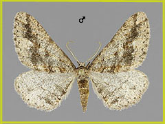 A. bajaria