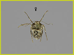 A. leucophaearia