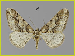 A. leucophaearia