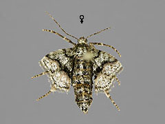 A. marginaria
