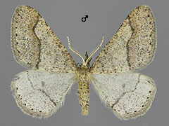 A. marginaria