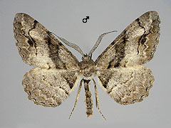 A. bastelbergeri