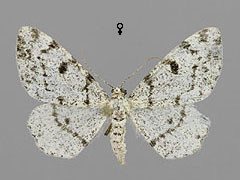A. jubatus
