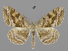 A. repandatus