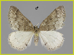 A. distinctata
