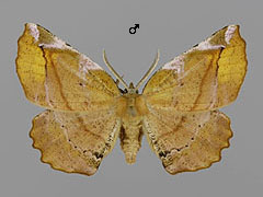 A. syringaria